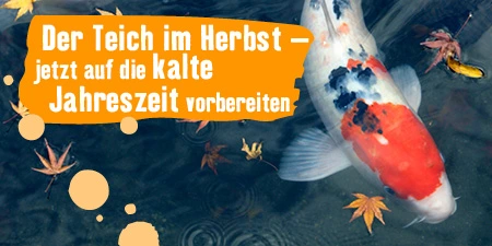 Teich auf den Winter vorbereiten