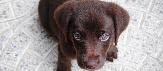 Niedlicher schokoladenbrauner Labrador-Welpe schaut neugierig nach oben auf einem hellen Fliesenboden