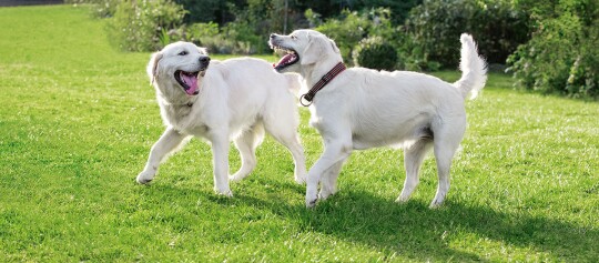 Zwei weiße Golden Retriever spielen fröhlich auf einer grünen Wiese an einem sonnigen Tag.