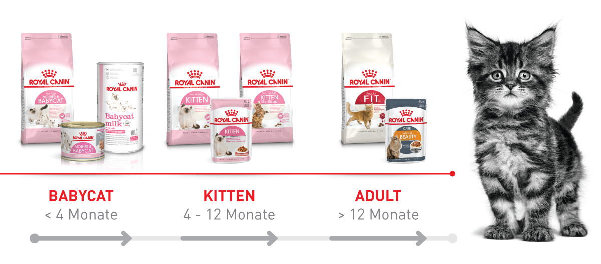 RC_Brand_Shop_FRESSNAPF-6 Royal Canin Katzenfutter für Babykatzen, Kätzchen und erwachsene Katzen nach Altersstufen mit süßem Kätzchenbild