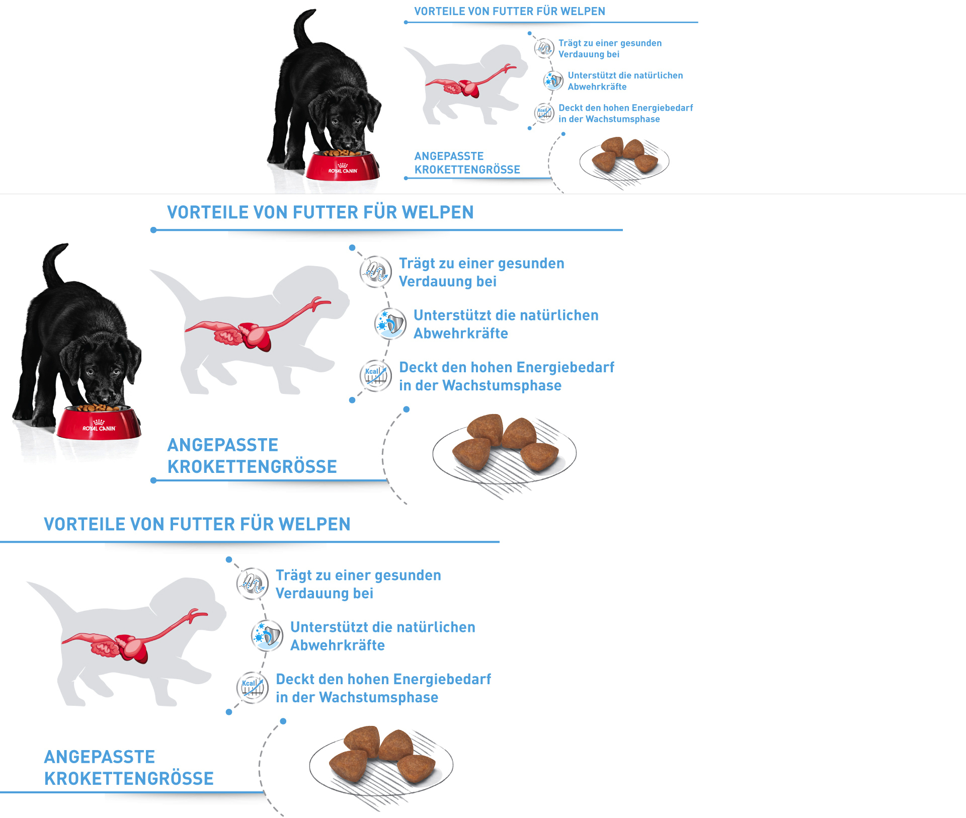 Schwarzer Welpe frisst Royal Canin Welpenfutter aus rotem Napf, Vorteile wie gesunde Verdauung, Unterstützung der Abwehrkräfte und angepasste Kroettengröße dargestellt.