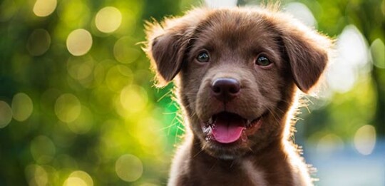 Brauner Welpe schaut neugierig, Welpen erziehen