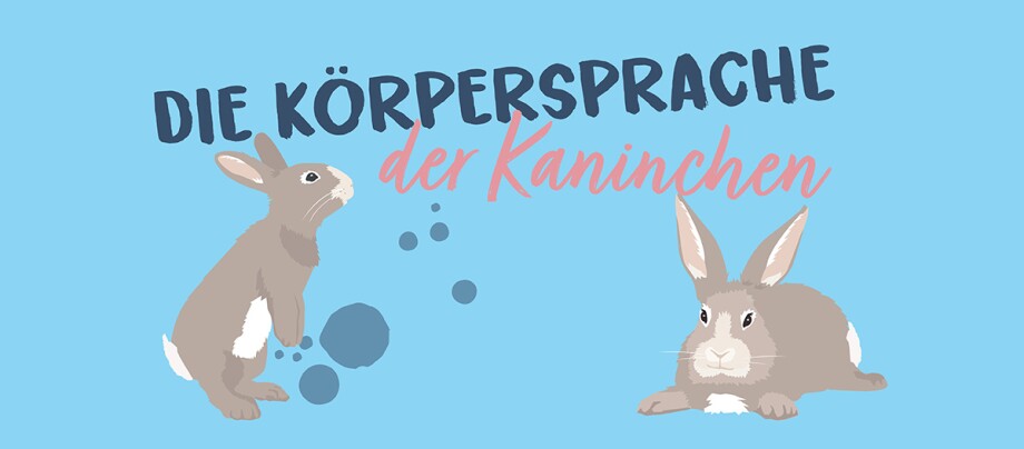 02_0121_Online_Kaninchen_Stimmungen_Infografik_Teaser Körpersprache Kaninchen