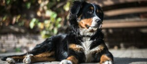Ein Benner Sennenhund liegt im Garten.