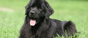 Ein Neufundländer liegt auf einer Wiese.