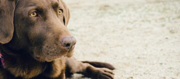 Ein brauner Labrador liegt im Sand