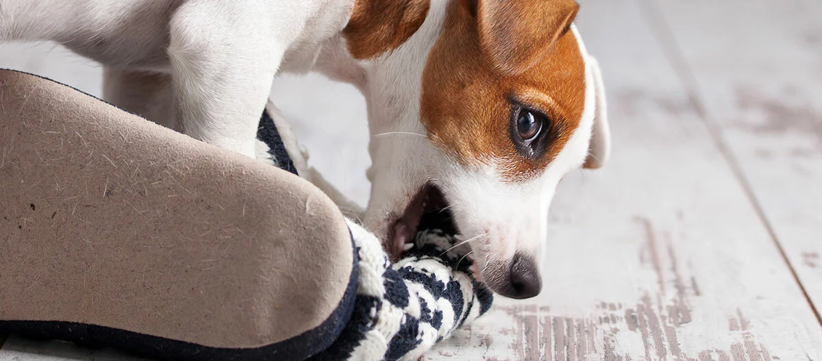 Kleiner Jack Russell Terrier beißt spielerisch in einen gemütlichen Hausschuh auf einem hellen Holzboden