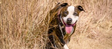 Glücklicher Staffordshire Bullterrier mit braunem Geschirr läuft durch hohes, trockenes Gras im Freien