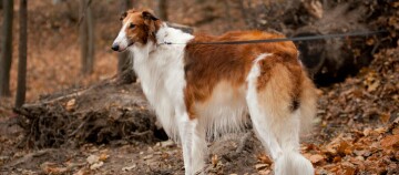 Borzoi-Hund mit langem Fell im herbstlichen Wald an der Leine stehend