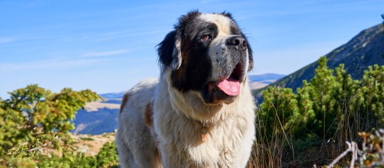 Großer Bernhardiner-Hund mit dickem Fell in den Bergen bei sonnigem Wetter