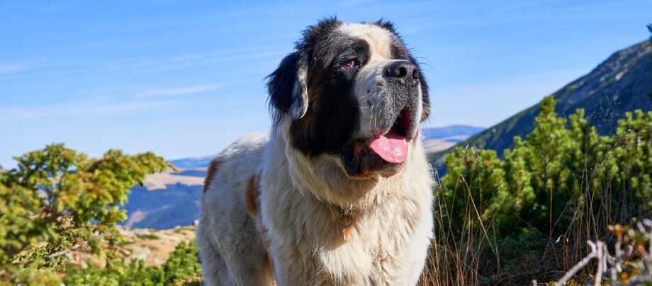 Ein Bernhardiner steht auf einem Berg Großer Bernhardiner-Hund mit dickem Fell in den Bergen bei sonnigem Wetter