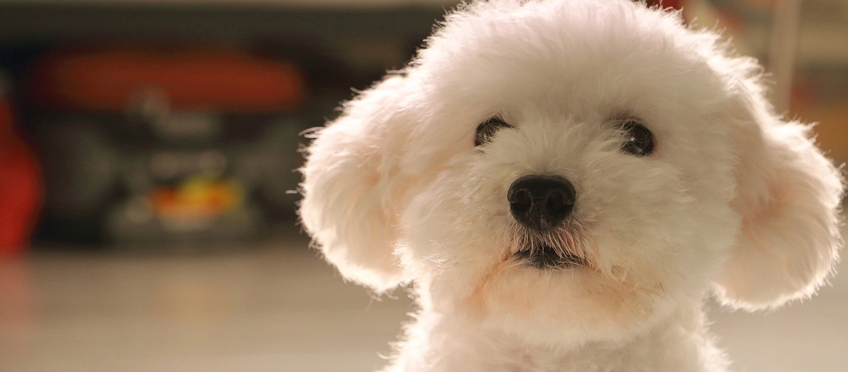 Nahaufnahme eines flauschigen weißen Bichon Frise Hundes mit lockigem Fell und aufmerksamem Blick