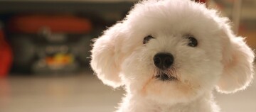 Ein weißer Bologneser Hund