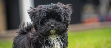 Kleiner schwarzer Bolonka Zwetna Hund steht auf einer Wiese