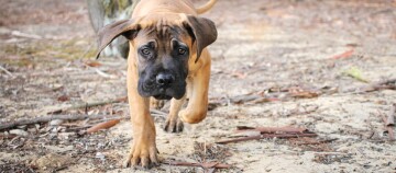 Ein Bullmastiff rennt