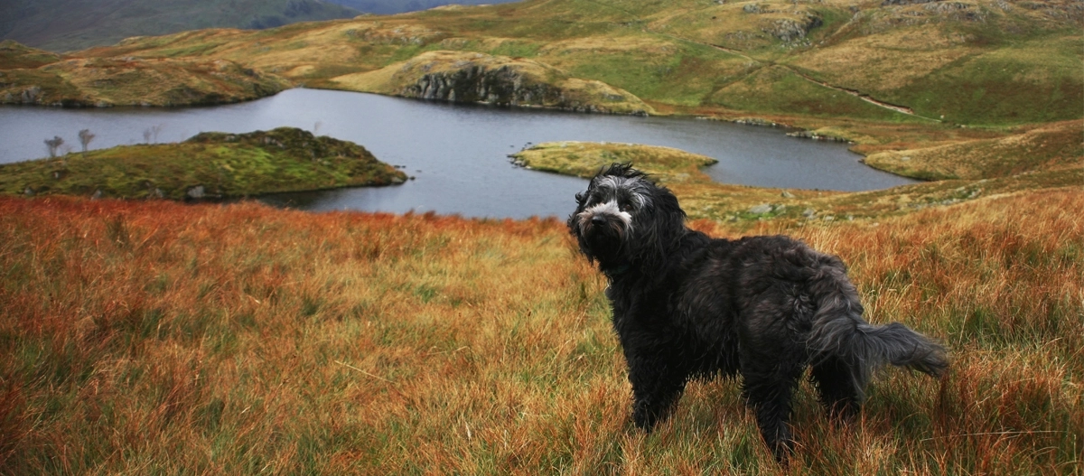 Schwarzer und grauer flauschiger Hund auf grasbewachsenem Hügel mit Blick auf ruhigen See und hügelige Landschaft im Herbst