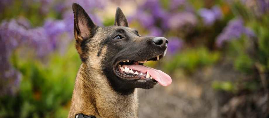 Eine Nahaufnahme eine Malinois. Nahaufnahme eines glücklichen Belgischen Malinois mit herausgestreckter Zunge vor lila Blumen