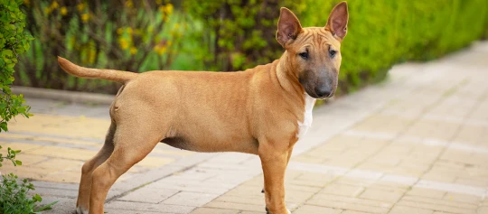 Ein Miniature Bullterrier