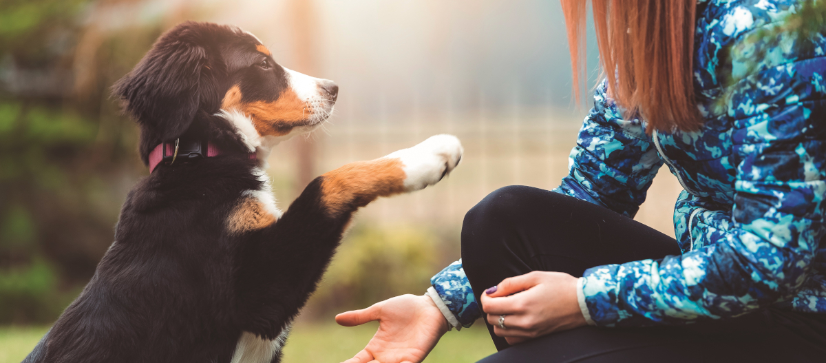 Bernhardiner-Welpe gibt einer Person im blauen Mantel beim Training im Garten die Pfote
