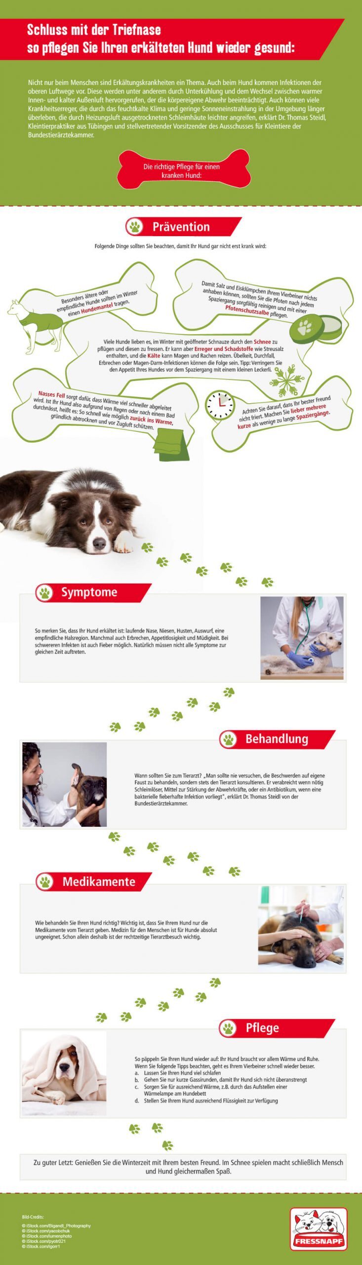 Infografik erkälteten Hund gesund pflegen Tipps Infografik erkälteten Hund gesund pflegen Tipps