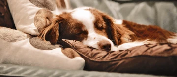 Hund schläft auf Kissen