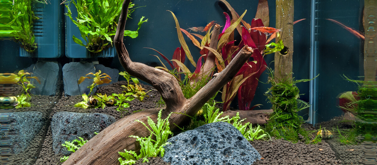 Aquarium mit Dekoration Frischwasser-Aquarium mit lebenden roten Garnelen, verschiedenen Wasserpflanzen, Lavasteinen und dekorativem Treibholz.