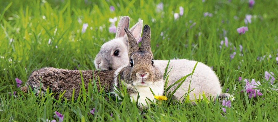 0321_Online_RATGEBER_1200x527px Zwei Kaninchen
