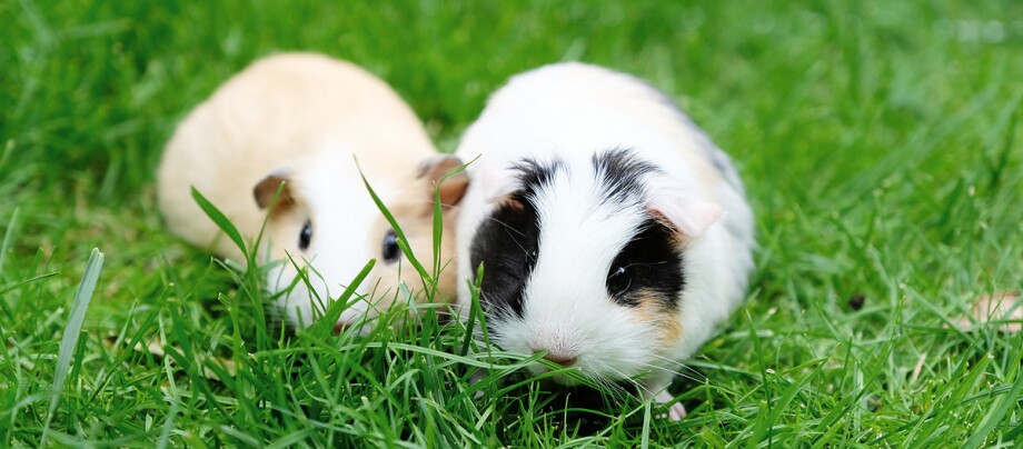 0321_Online_RATGEBER_1200x527px2 Zwei Meerschweinchen