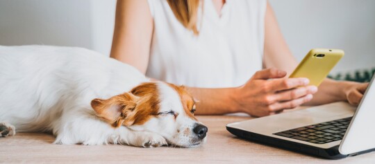 Ein Hund liegt neben dem Computer