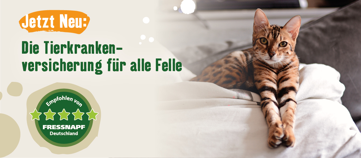 Tierkrankenversicherung Katzen Tierkrankenversicherung Katzen