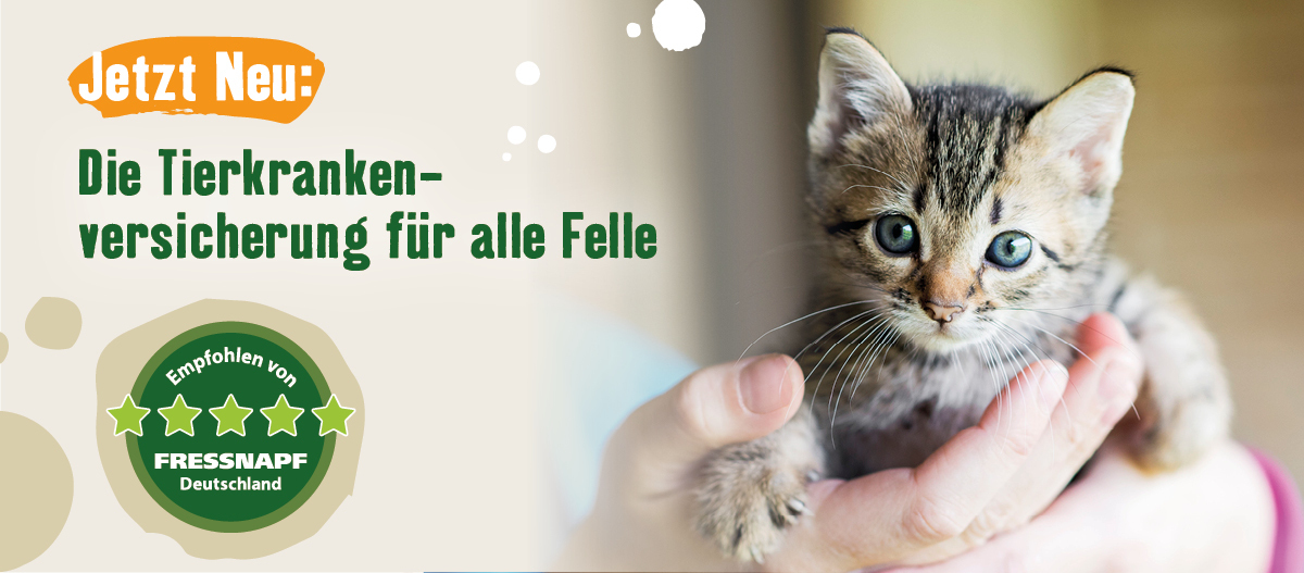 Tierkrankenversicherung Kitten Tierkrankenversicherung Kitten
