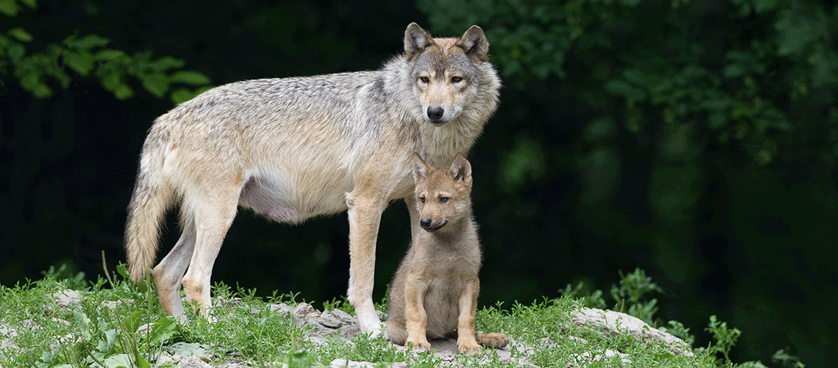 Wolf-mit-Jungen_1200x527 Grauer Wolf mit Welpen in natürlichem Waldlebensraum, schützende Wolfsfamilie in freier Wildbahn