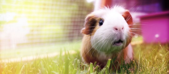 Eine Nahaufnahme eines Meerschweinchens