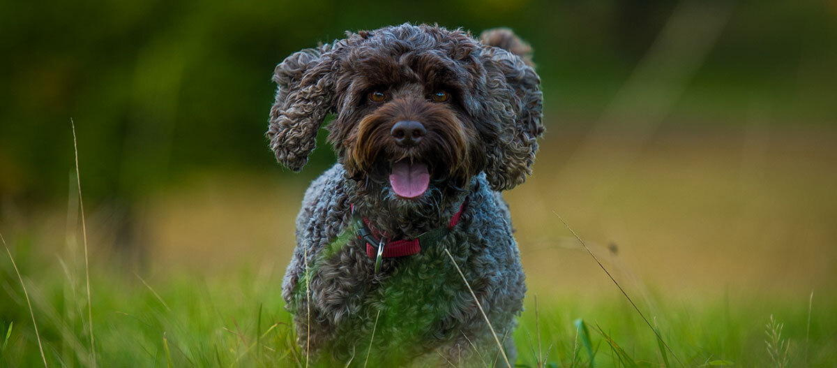 Ein Cockapoo läuft über eine Wiese Glücklicher lockiger Hund mit rotem Halsband steht auf grünem Gras im Freien