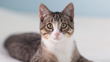 epilepsie_katzen_1200x527 Nahaufnahme einer getigerten Hauskatze mit weißen Flecken und rosa Nase, die aufmerksam in die Kamera schaut