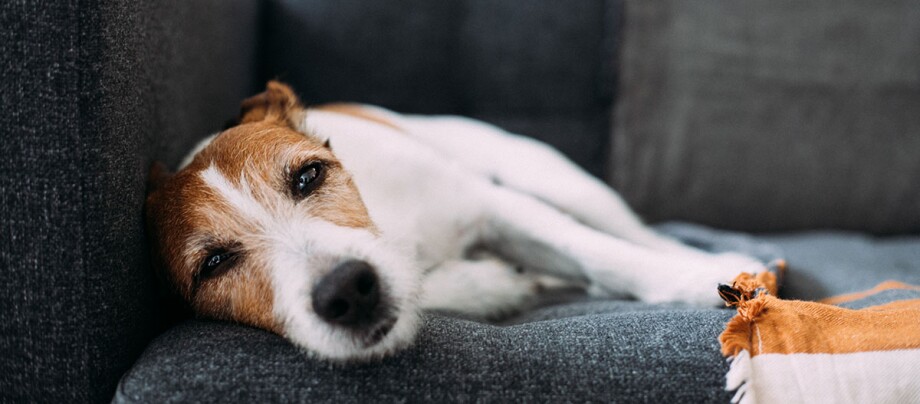 Ein Terrier liegt auf einem dunkelgrauen Sofa Kleiner Jack Russell Terrier liegt entspannt auf einem dunkelgrauen Sofa neben einer orange-weißen Decke.