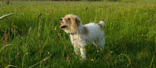 Kleiner weiß-brauner Hund mit lockigem Fell steht glücklich in einer grünen Wiese mit gelben Wildblumen bei Sonnenschein