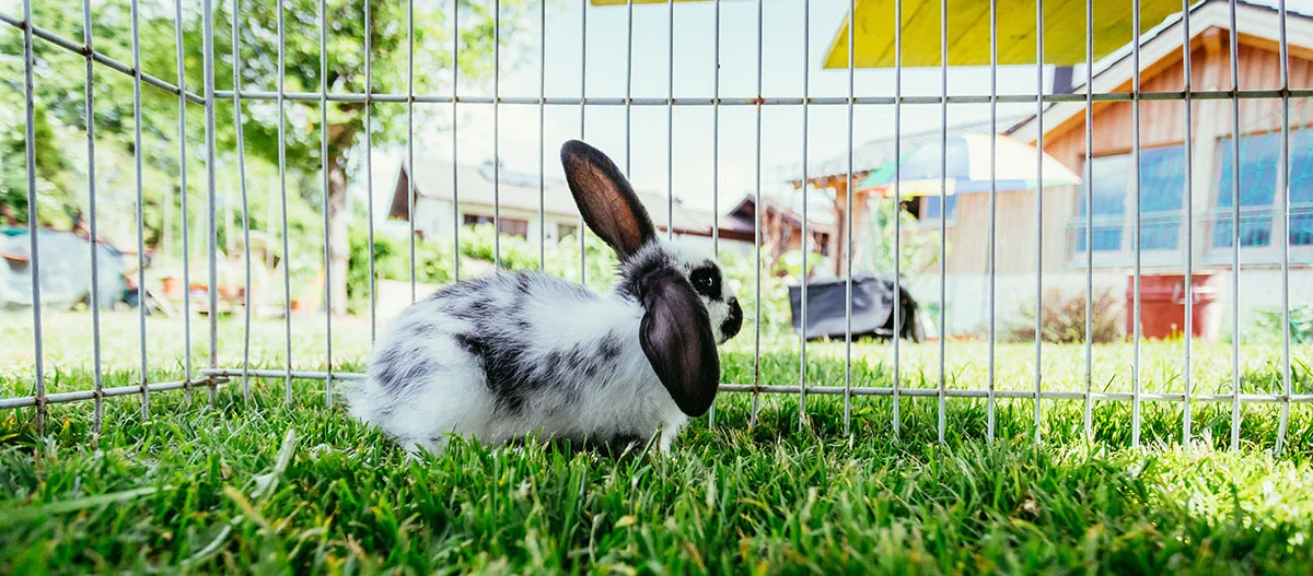 Schwarz-weißer Kaninchen mit großen Ohren sitzt auf grünem Gras in einem Metallgehege im sonnigen Garten.