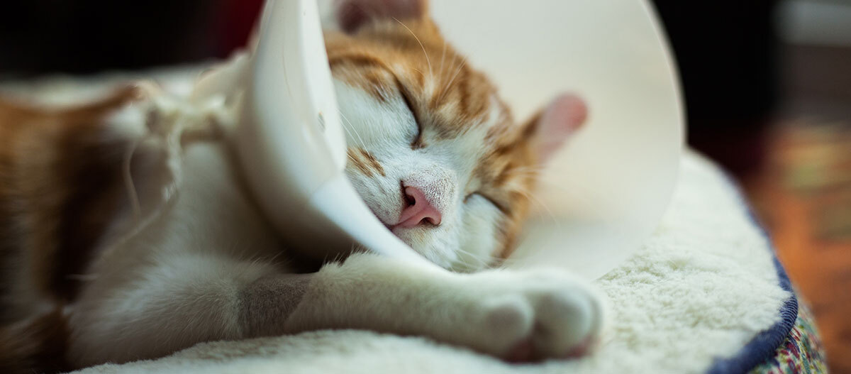 kastration_1200x527 Eine Katze mit Halskrause