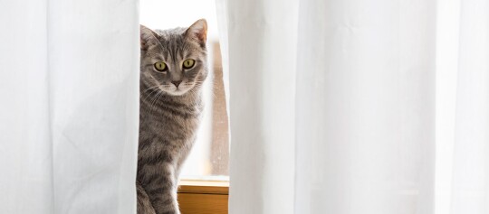 Eine Katze sind auf der Fensterbank hinter einem Vorhang