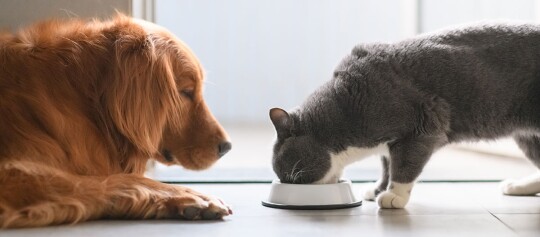 Ein Katze frisst und ein Hund schaut ihr zu