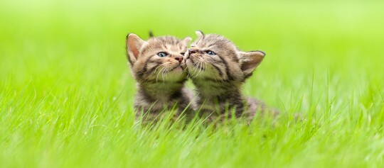 Zwei Kitten sitzen auf der Wiese