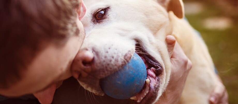Labrador spielt mit blauem Ball Nahaufnahme eines gelben Labrador Retrievers mit einem blauen Ball im Maul, der liebevoll von einer Person gehalten wird