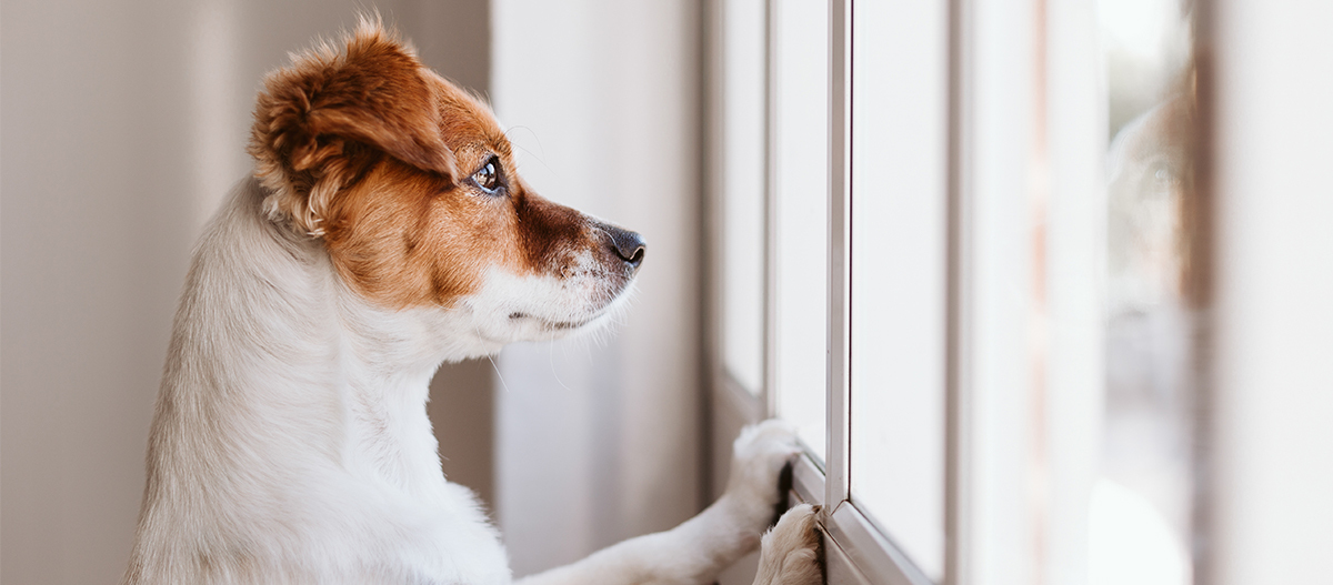 Hund steht an Fenster und schaut raus Kleiner Jack Russell Terrier mit braun-weißem Fell schaut neugierig aus dem Fenster, Pfoten auf dem Fensterbrett