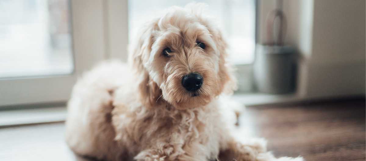 Hund liegt auf dem Fußboden vor Terrassentür und guckt traurig Liegender lockiger hellbrauner Hund auf Holzboden im Innenraum mit natürlichem Licht
