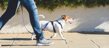 Person geht mit einem kleinen Jack Russell Terrier an der Leine auf einem sonnigen Bürgersteig spazieren