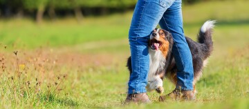 Glücklicher Australian Shepherd Hund spielt zwischen den Beinen einer Person in blauer Jeans auf einer grünen Wiese