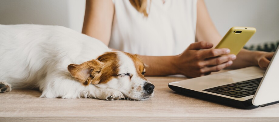 Hund liegt schlafend auf Schreibtisch neben Laptop und Frau Frau spielt mit braunem Hund auf grauem Hundebett in modernem Büro mit Schreibtischen und Katzenbild