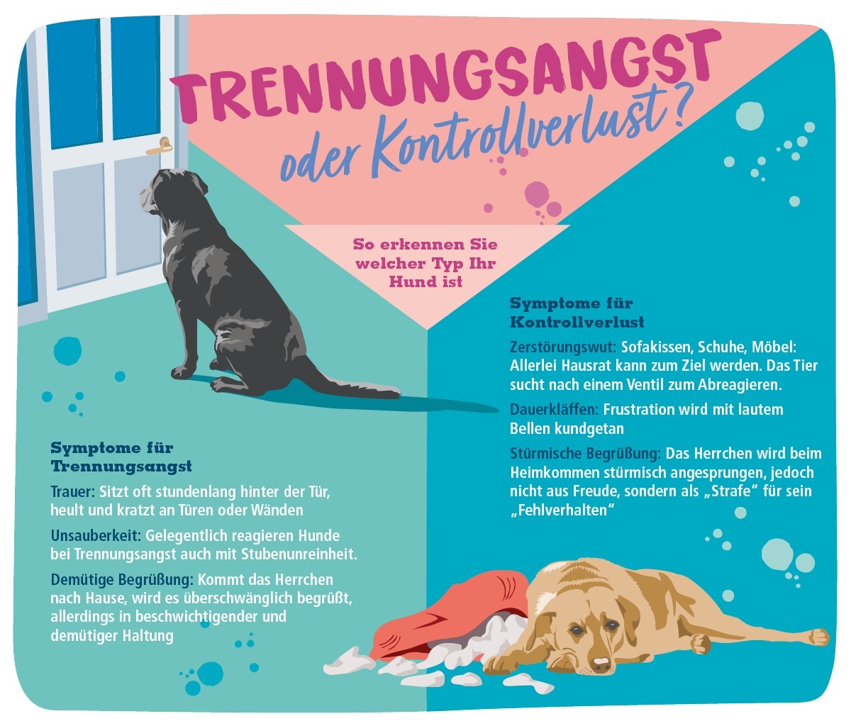 Hund alleine lassen Trennungsangst Infografik Illustration mit zwei Hunden und Text, der Symptome von Trennungsangst und Kontrollverlust bei Hunden erklärt, inklusive Verhaltensbeschreibungen wie Heulen, Zerstörung und Begrüßungsverhalten.