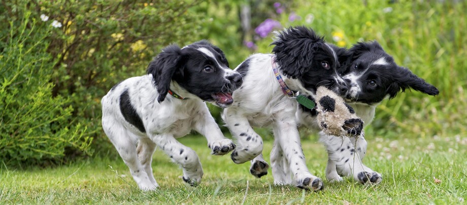 Drei verspielte schwarz-weiße Welpen rennen auf grünem Gras und ziehen an einem Plüschtier im Garten.